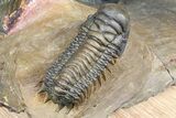 Zlichovaspis Trilobite With Crotalocephalina & Reedops #381179-5